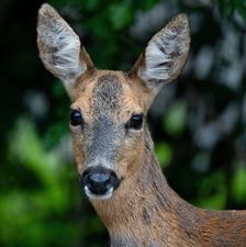 Deer visiting Windover Barn